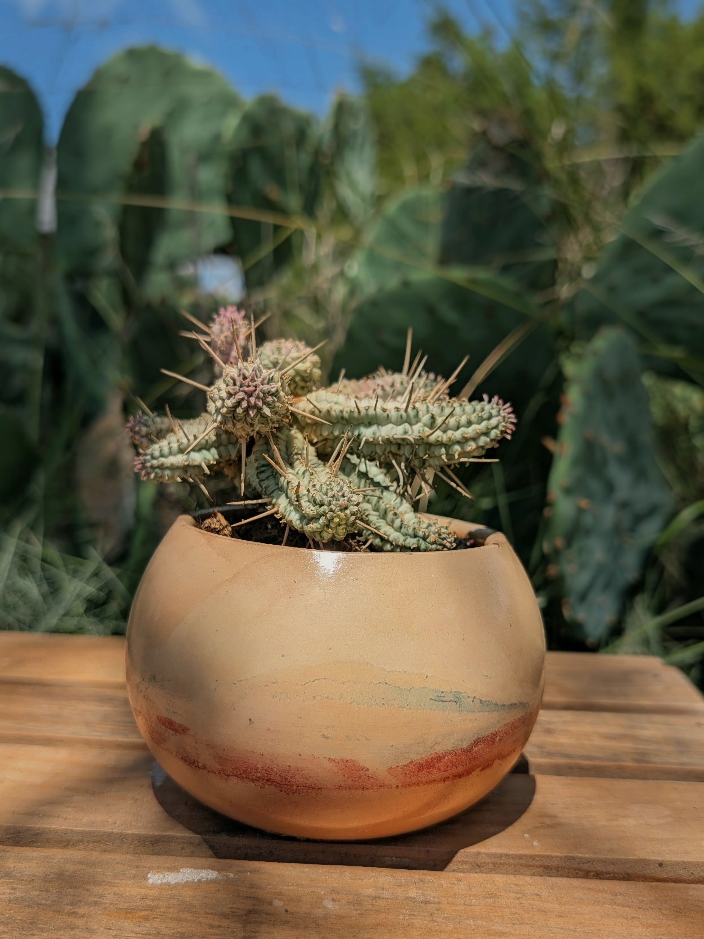 Terra Landing Collection