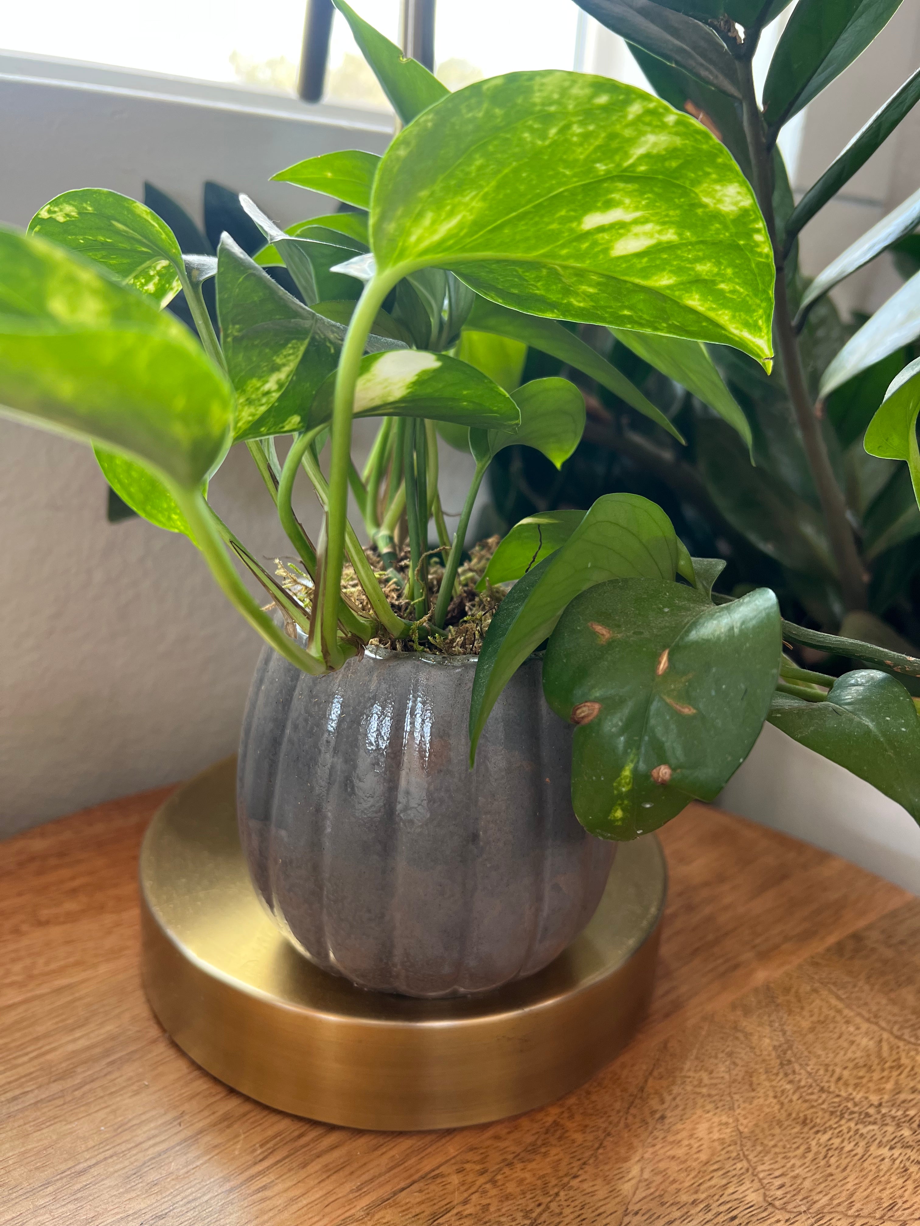 Pumpkin Concrete Planter