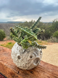 Moon Concrete Planter