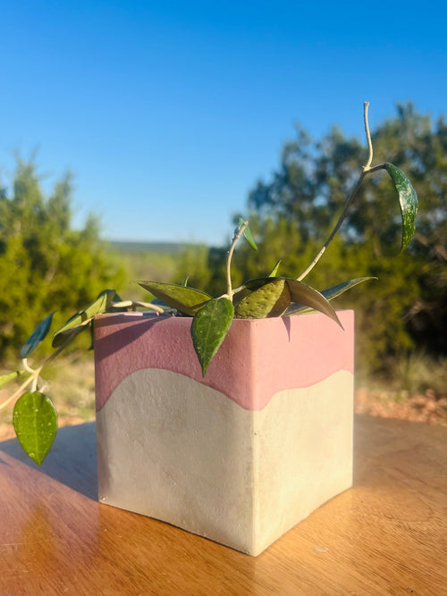 pink and natural concrete square planter with hoya inside.