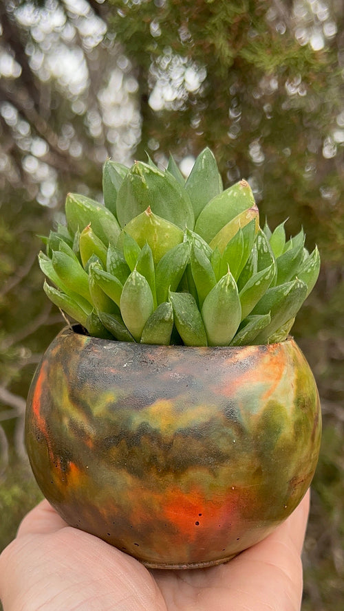 Small succulent plant in a decorative pot held by a hand with a natural background