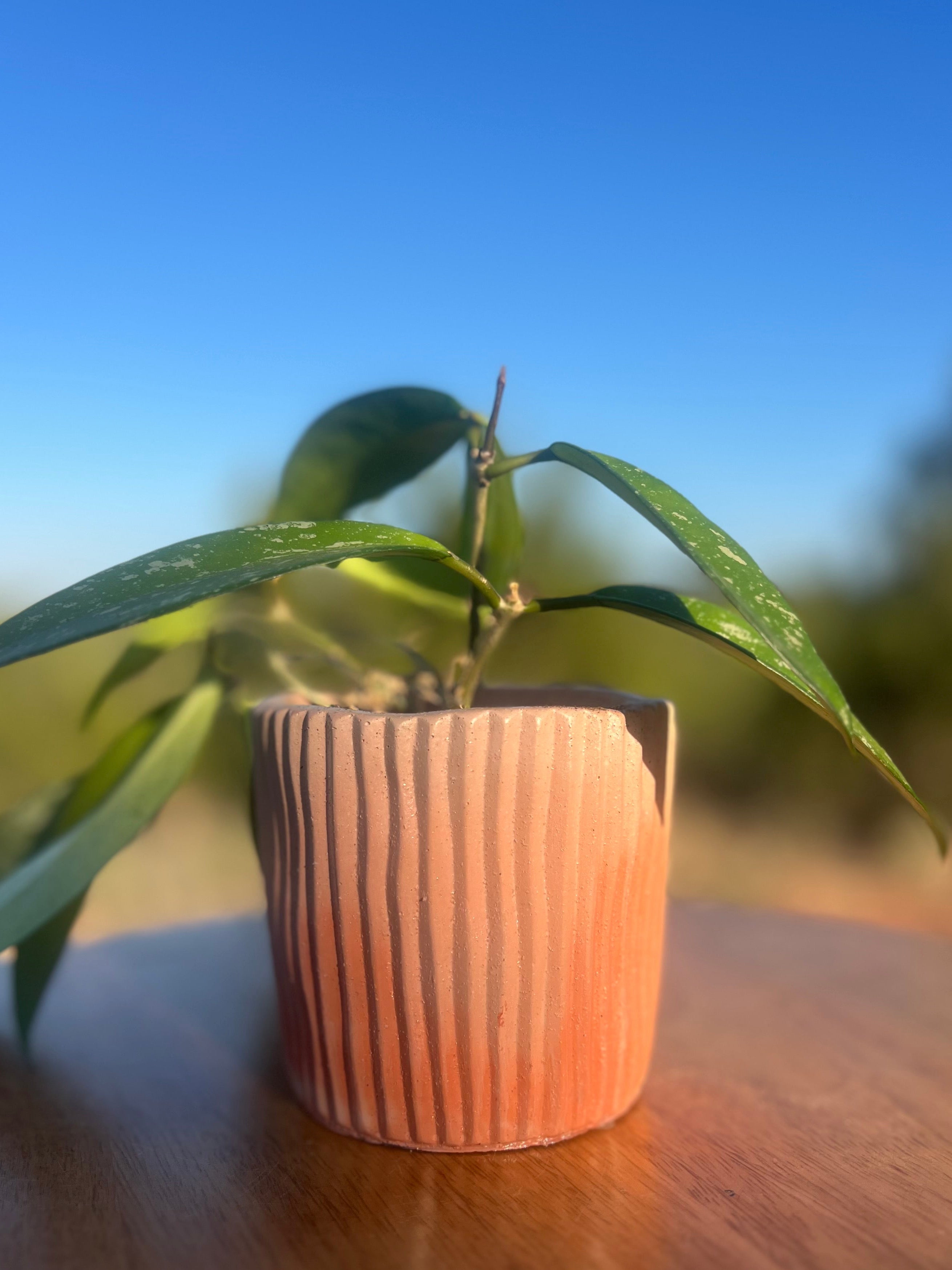 4” Orange Swirl Turtleneck Concrete Planter