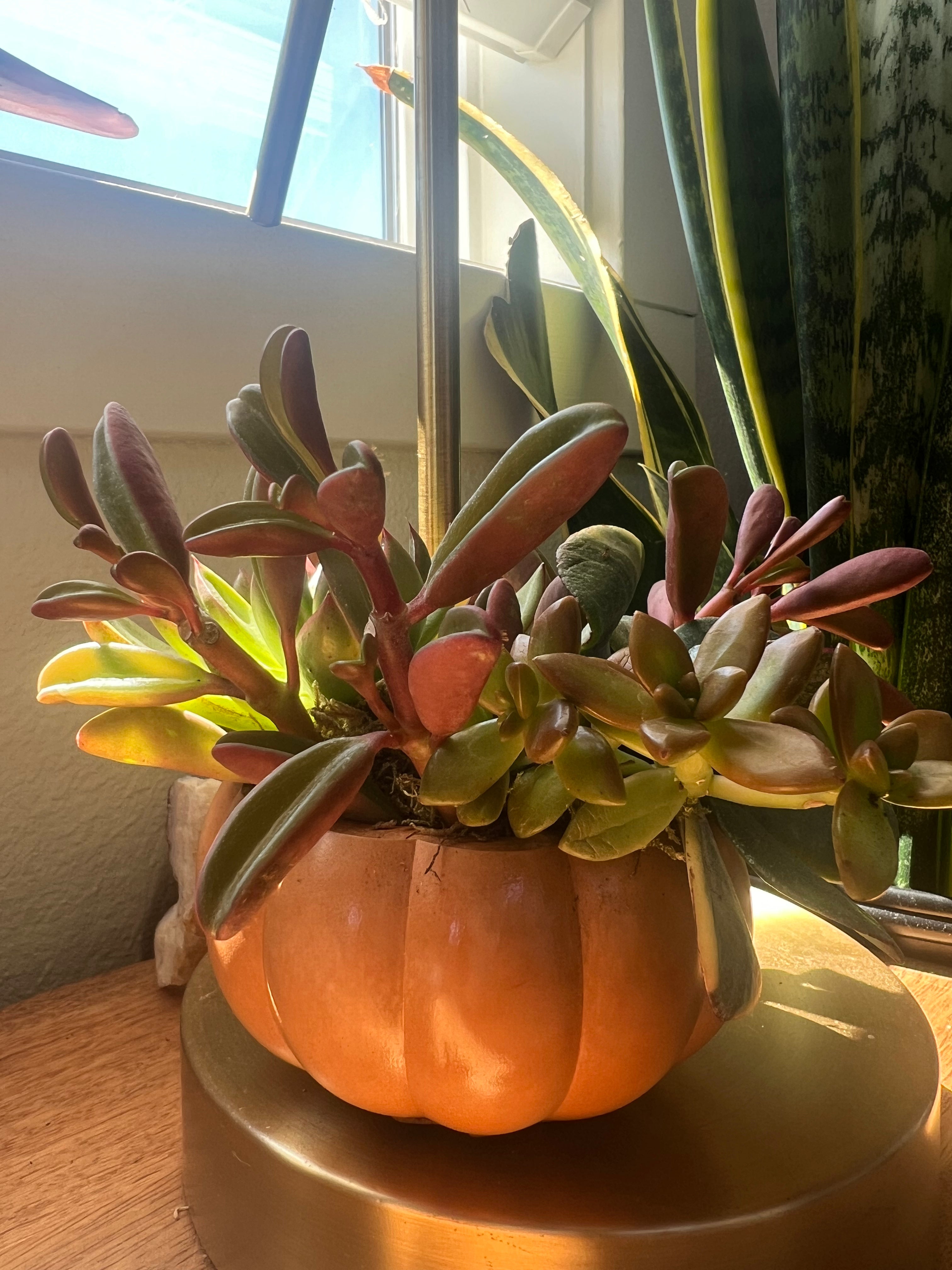 Pumpkin Concrete Planter