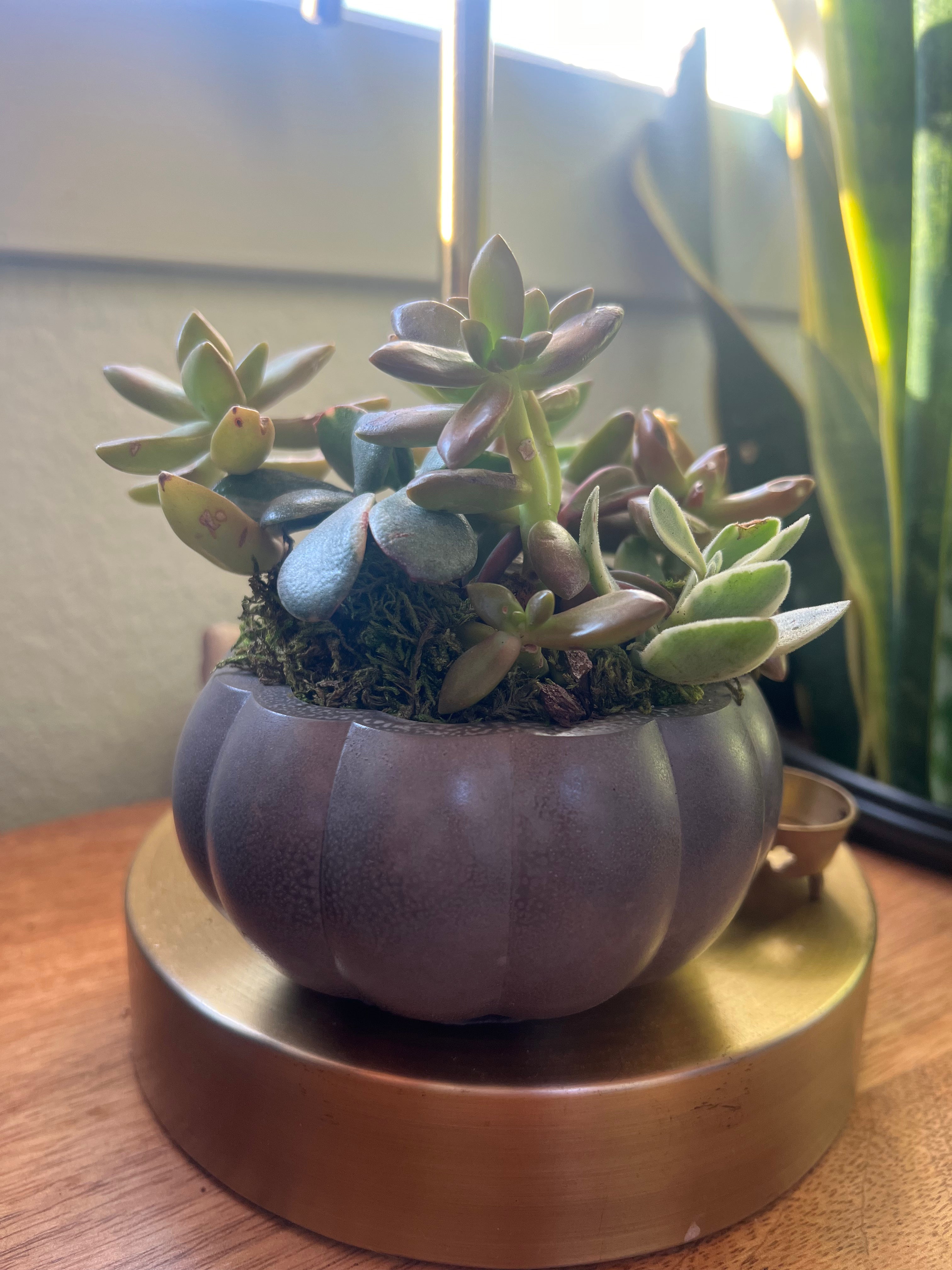 Pumpkin Concrete Planter