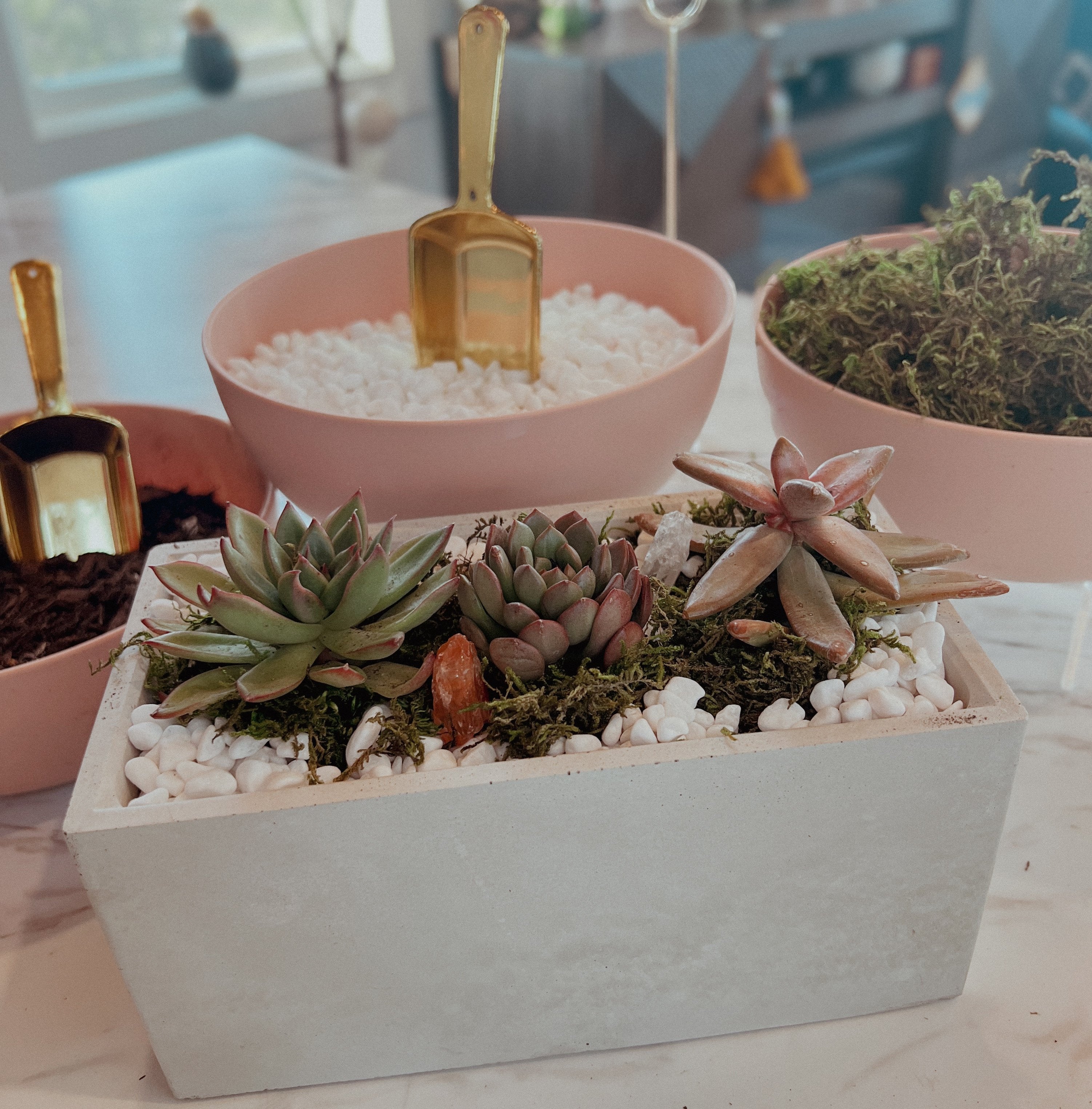 succulent garden class Succulent Garden Workshop – Resting Plant Face