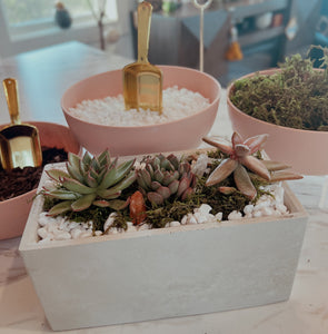 Succulent Garden Workshop