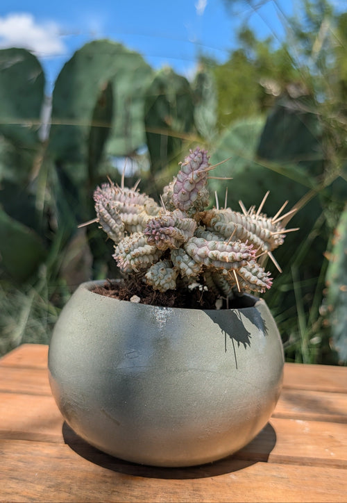 A small spiny cactus in a round matte sage ceramic pot, placed on a wooden surface with a blurred outdoor background of green cactus leaves and blue sky.
