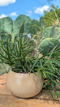 A small potted succulent plant with green, segmented stems in a round beige ceramic pot, placed on a wooden surface with a blurred outdoor garden background.