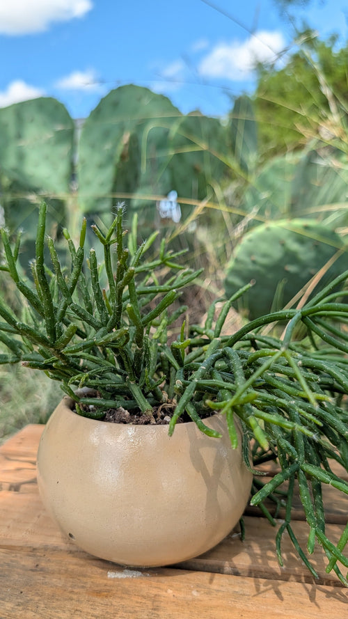 A small potted succulent plant with green, segmented stems in a round beige ceramic pot, placed on a wooden surface with a blurred outdoor garden background.
