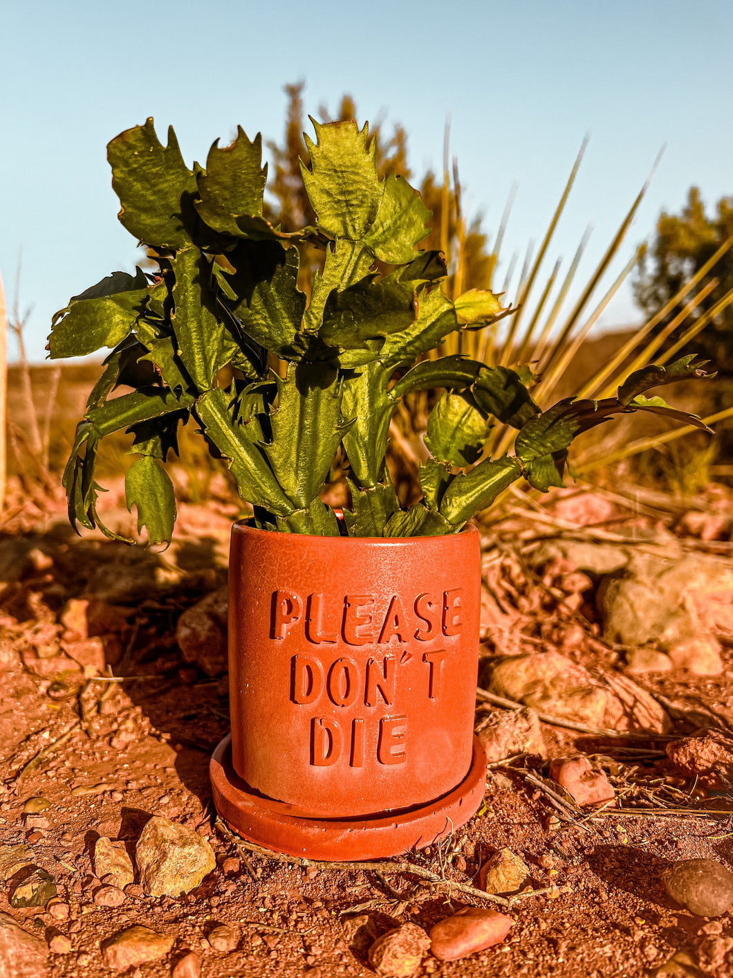 Please Don’t Die Concrete Planter | Wholesale