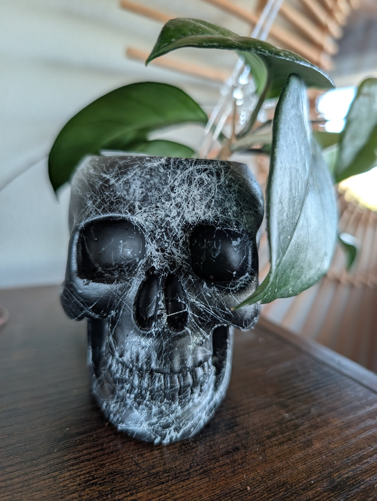 3.5" Spiderweb Concrete Skull Planter