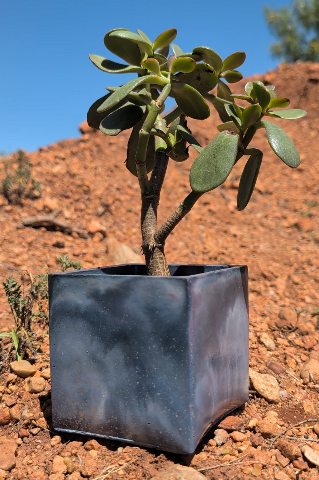 4” Night Sky Square Concrete Planter