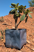 4” Night Sky Square Concrete Planter