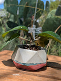 3”x2” Terra Landing Hexagon Concrete Planter