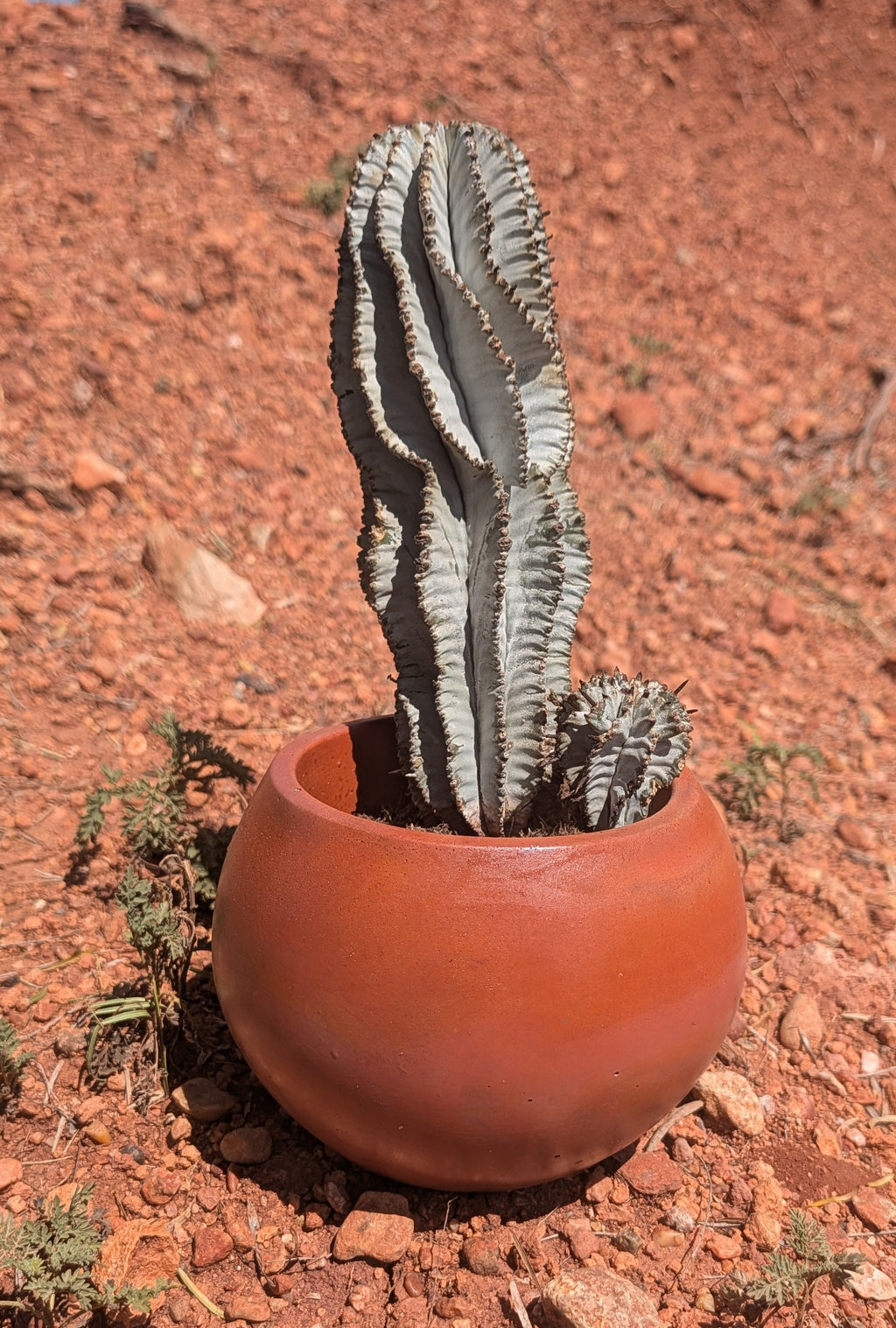 5.5” Mars Concrete Globe Pot