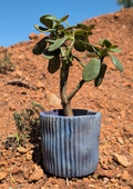 4” Galaxy Concrete Pot
