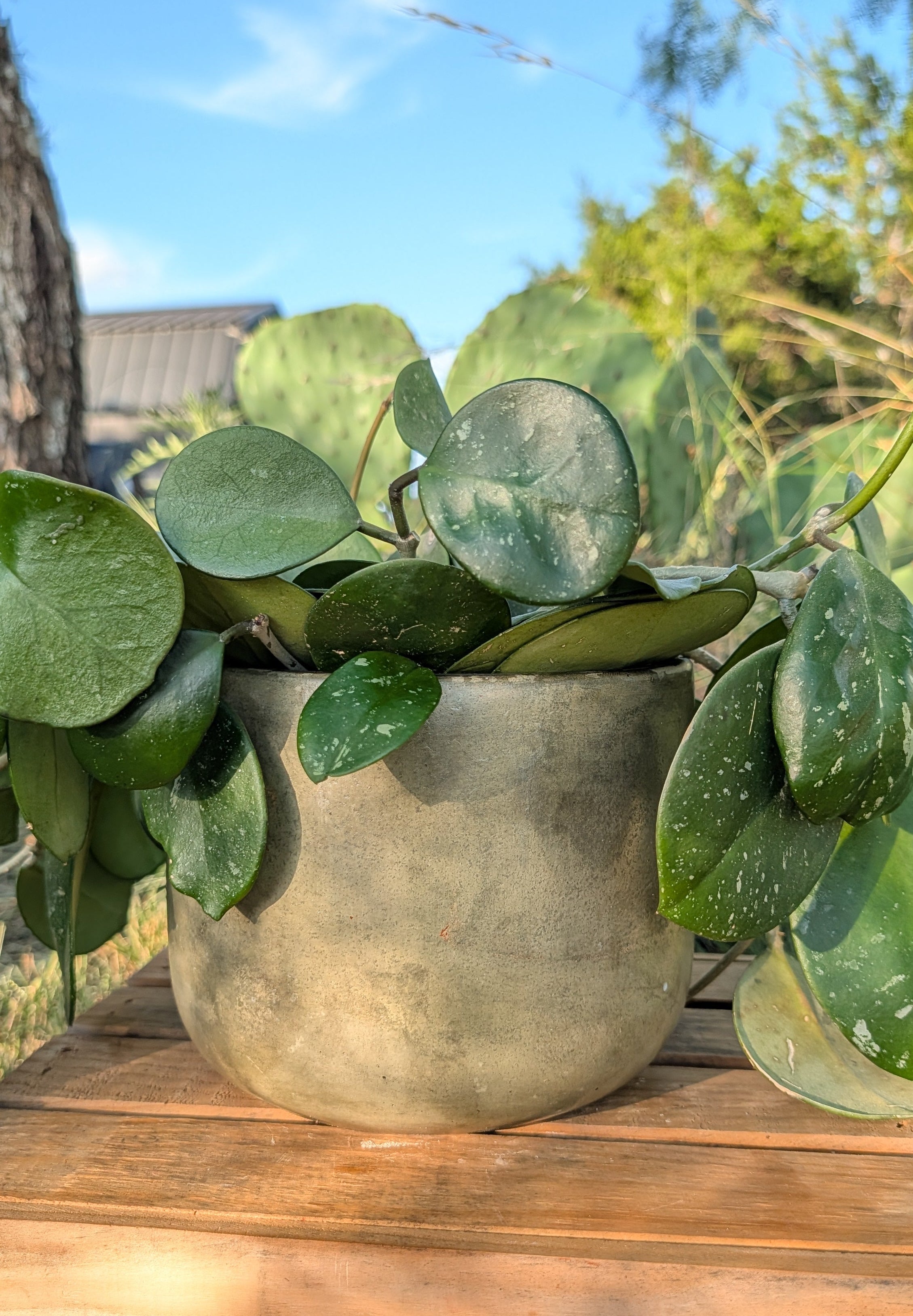 6” Terra Landing Round Concrete Planter