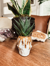 Load image into Gallery viewer, Drippy Skull Cement Planter
