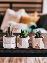 Load image into Gallery viewer, White &amp; Gold Trio Concrete Planters
