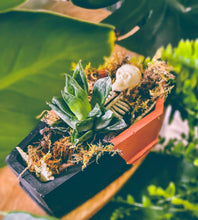 Load image into Gallery viewer, Coffin Cement Planter with Plant
