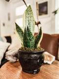 Cauldron Concrete Planter