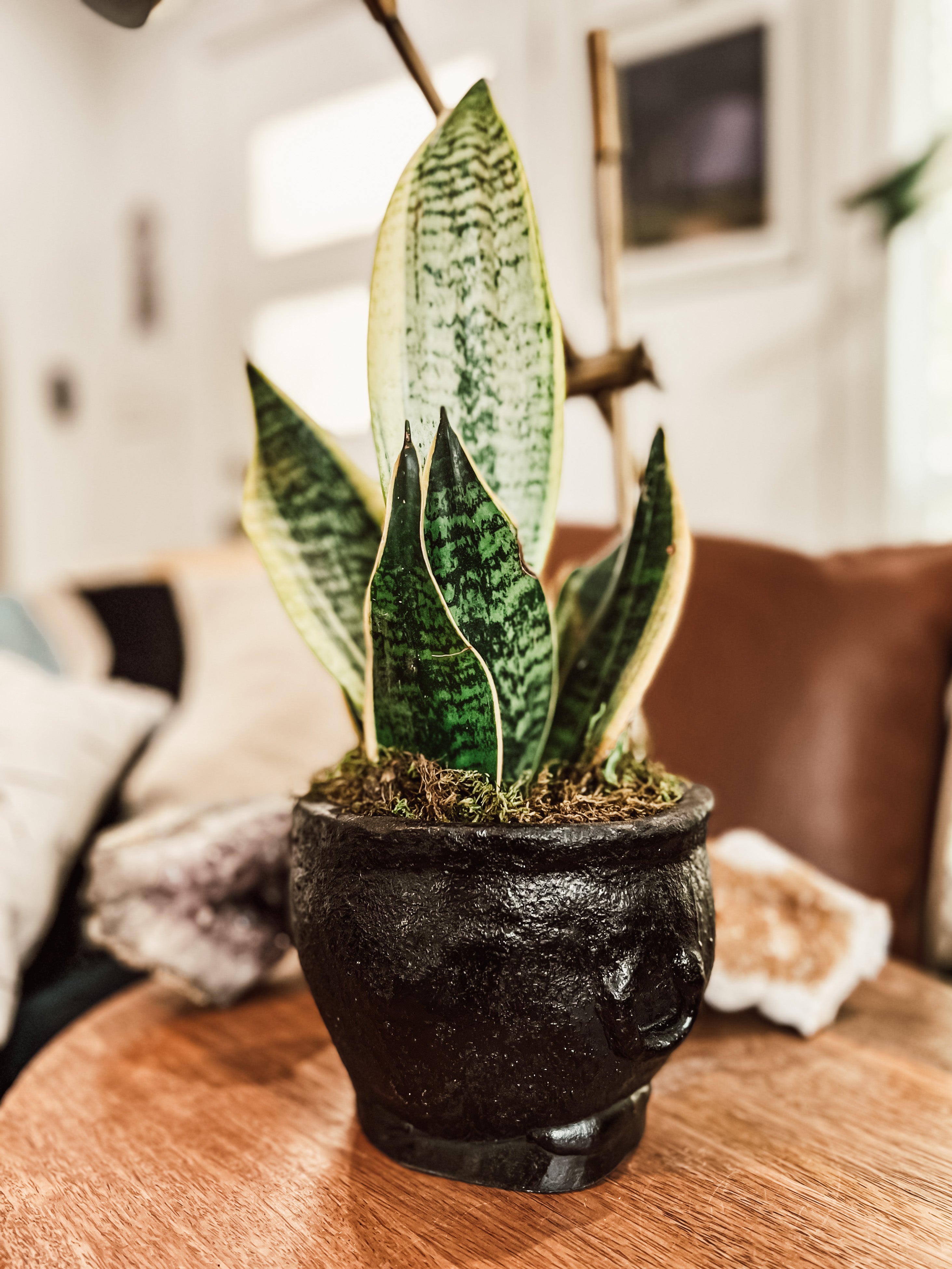 Cauldron Concrete Planter