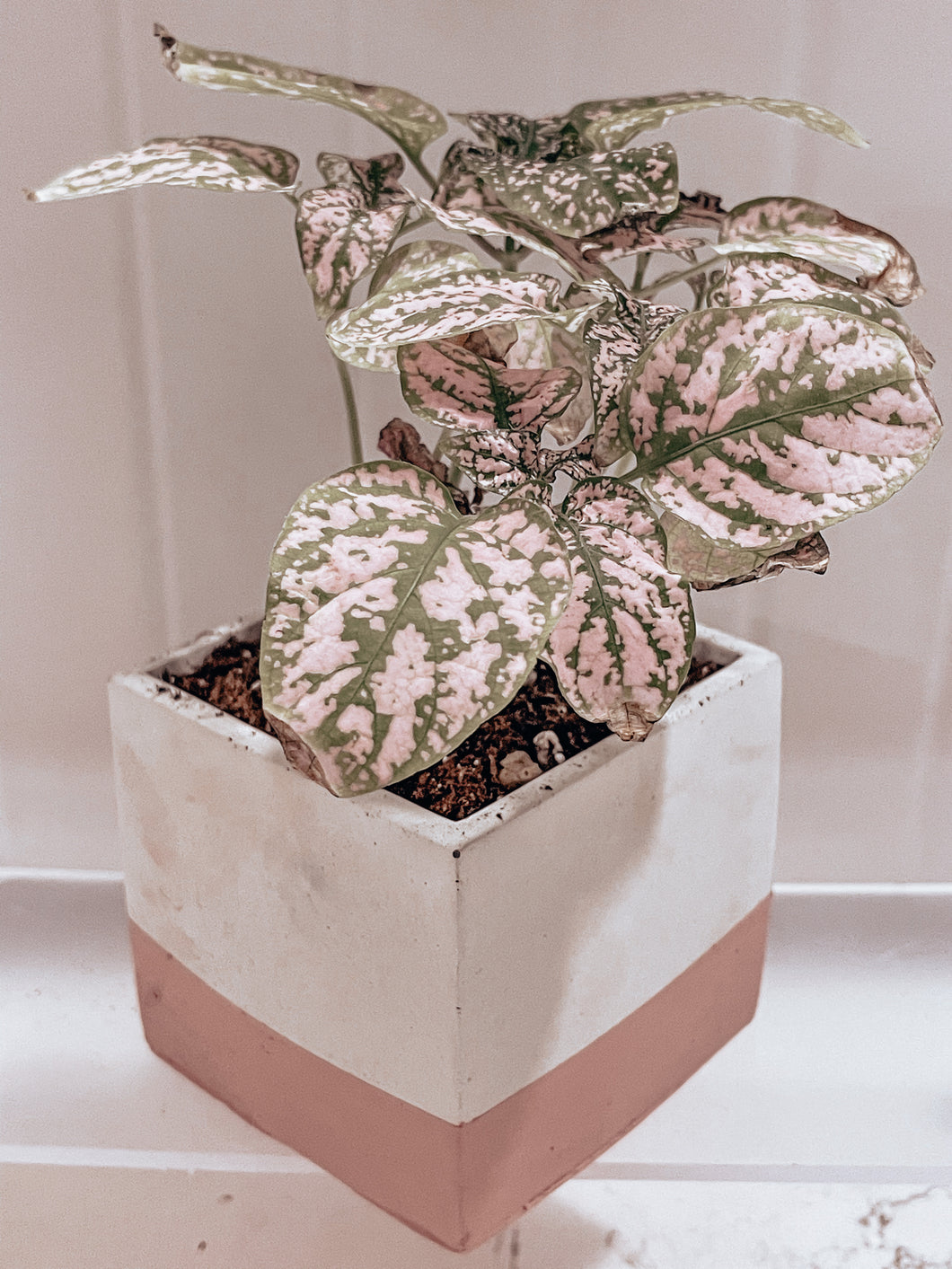 Pink Square Cement Planter