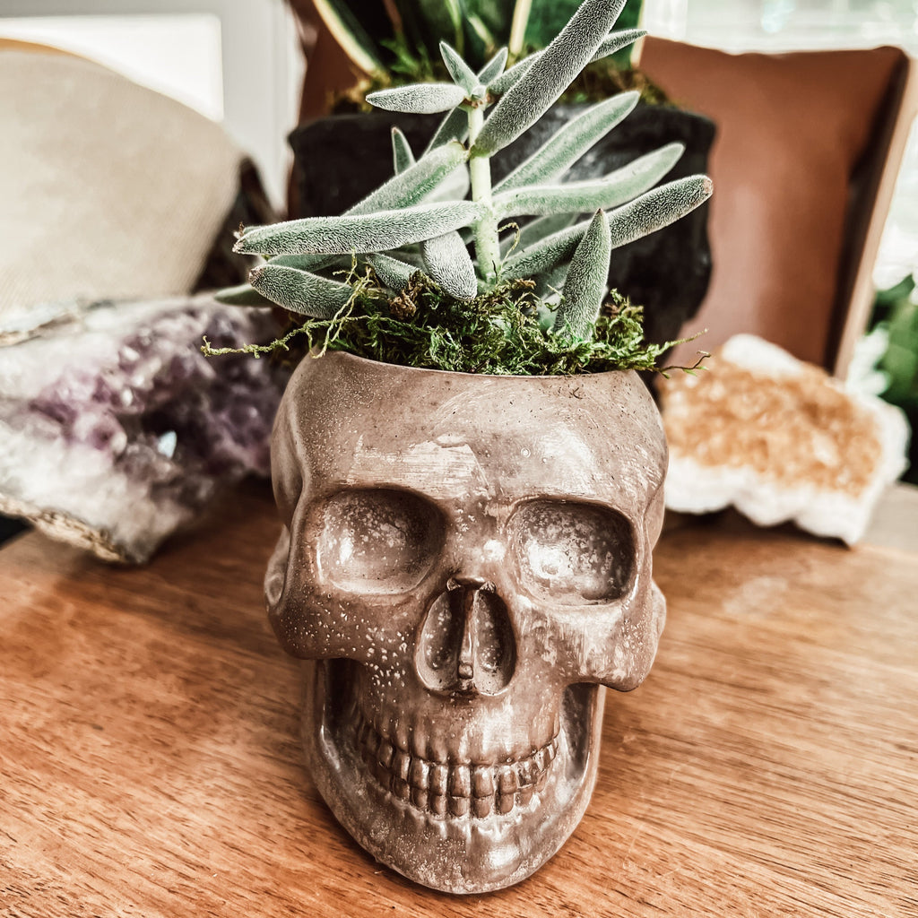 4" Concrete Skull Planter