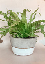 Load image into Gallery viewer, White &amp; Gold Circular Cement Planter
