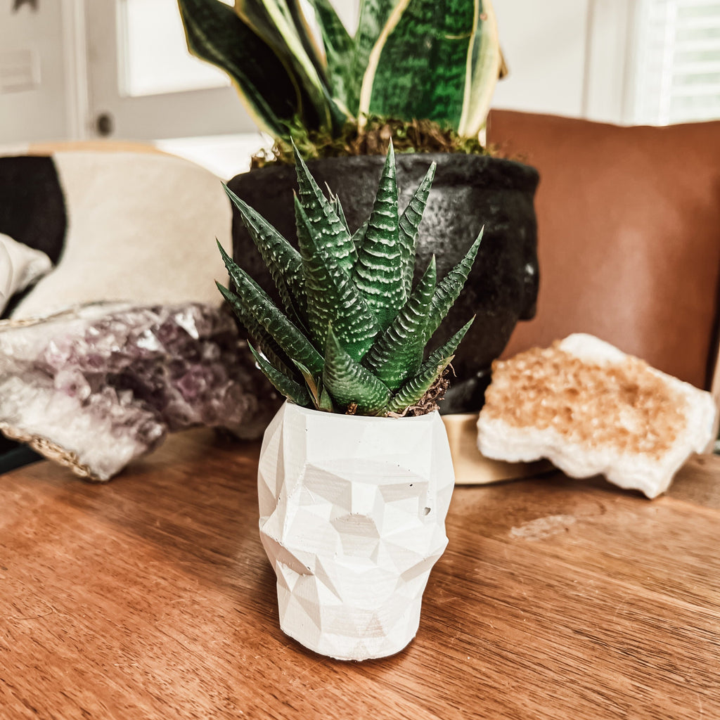 Geometric Concrete Skull Planter