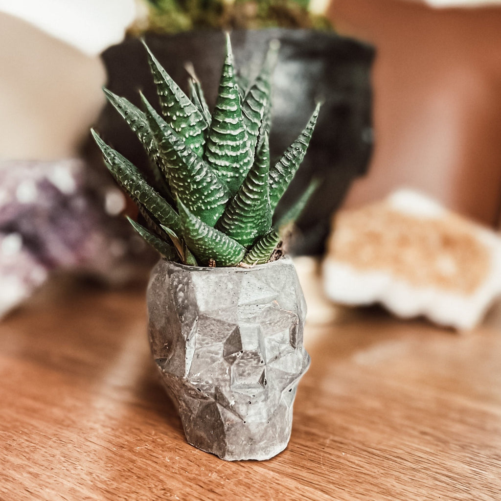 Geometric Concrete Skull Planter